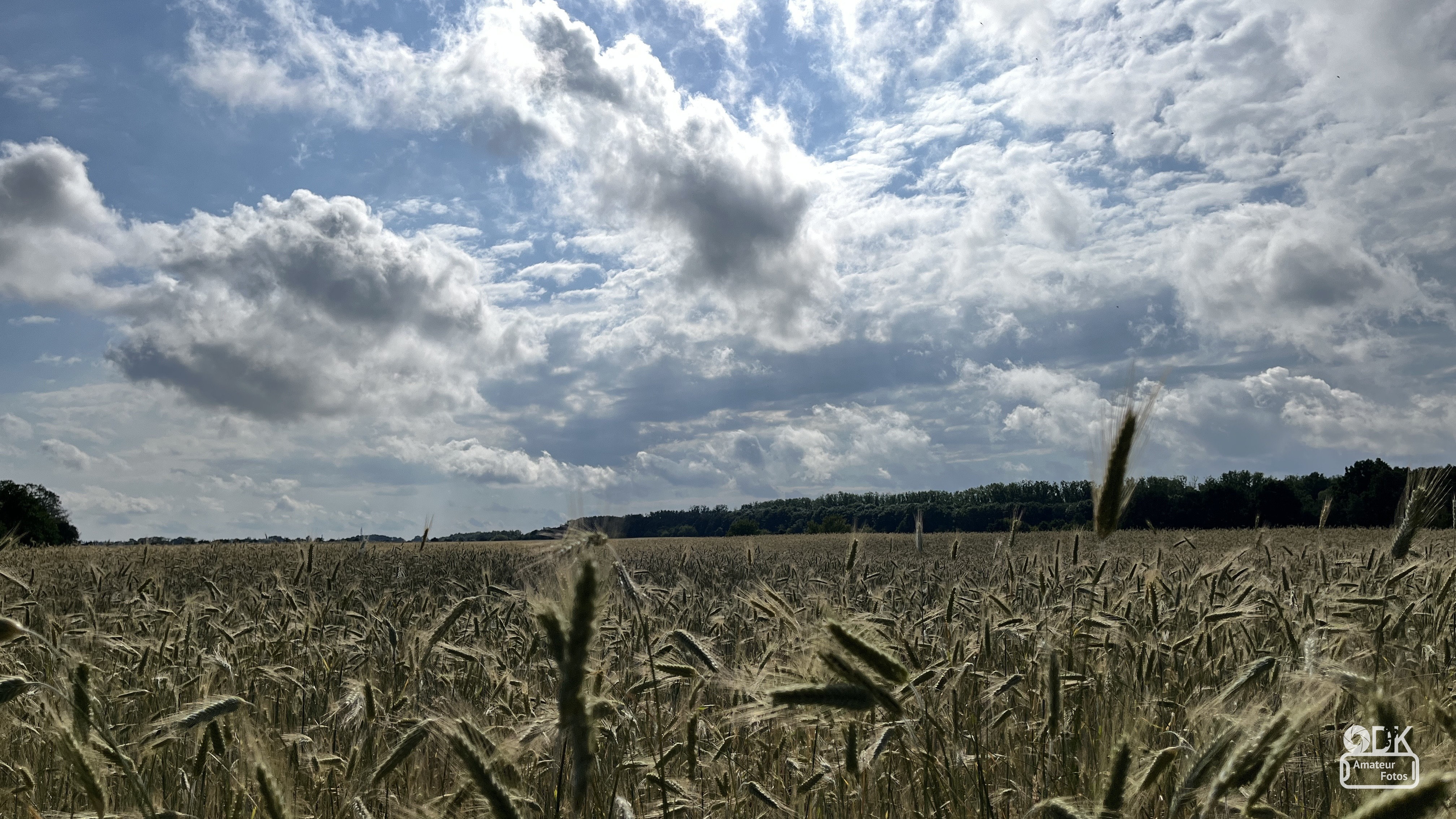 Wheat Field Berlin